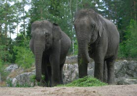 Två elefanter. Foto.