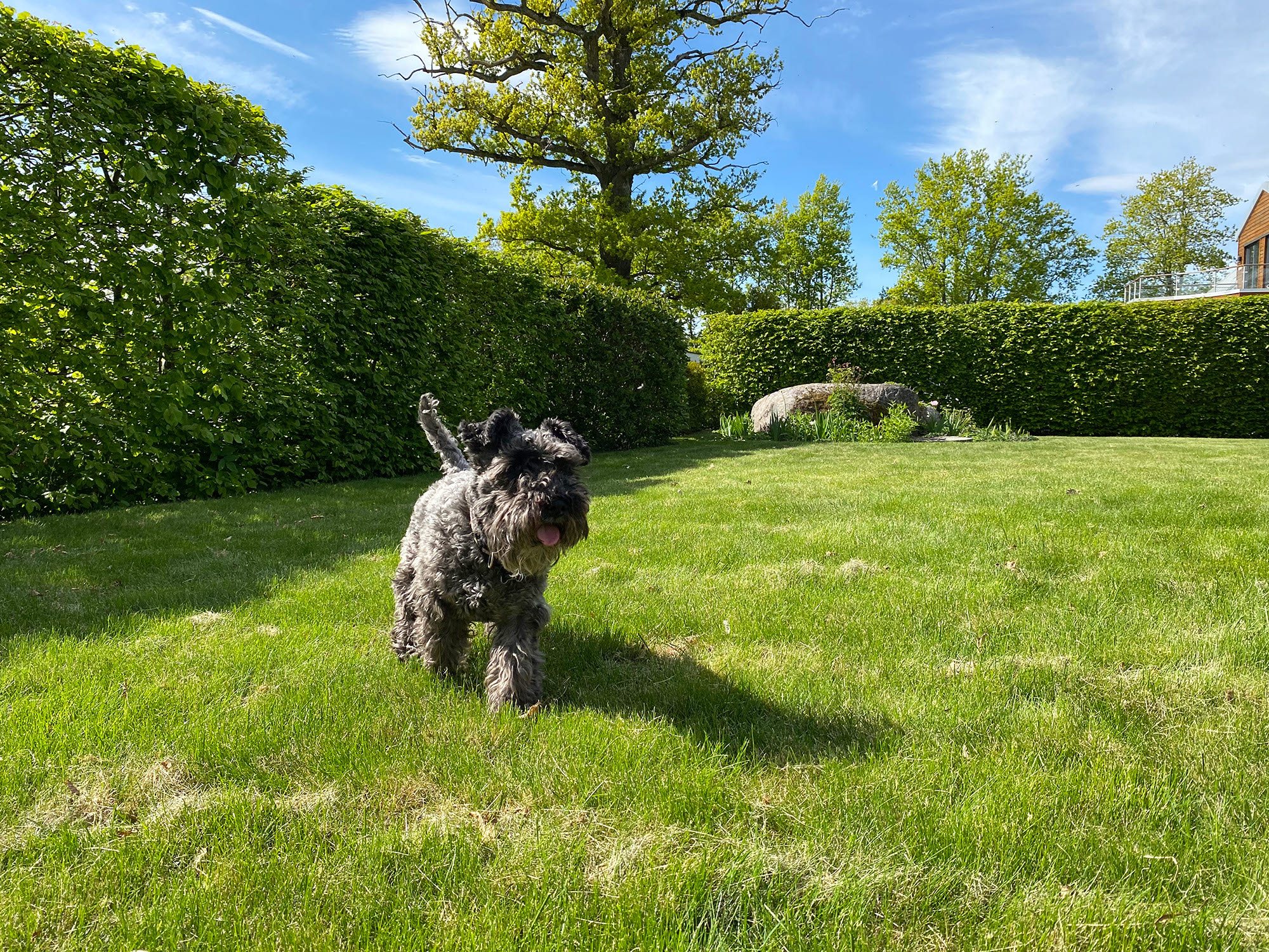 En hund springer på en grön gräsmatta.