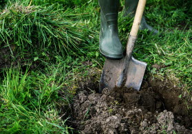 Person gräver med spade i gräsmatta. Foto.