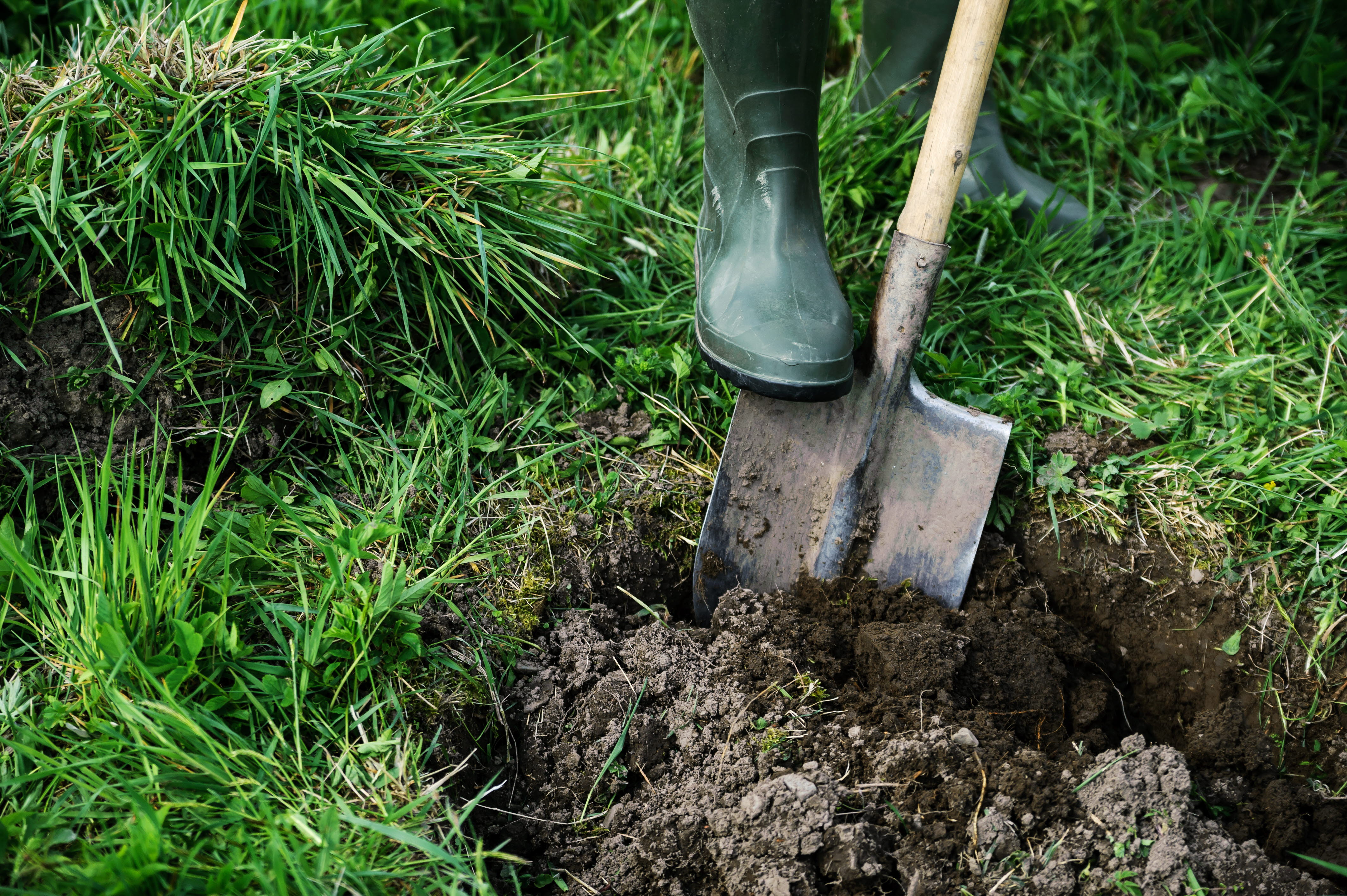 Person gräver med spade i gräsmatta. Foto.