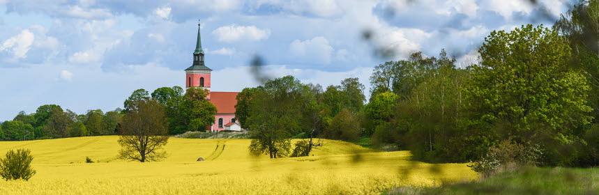 Slaka kyrka sticker upp bakom guia rapsfält mot blå himmel