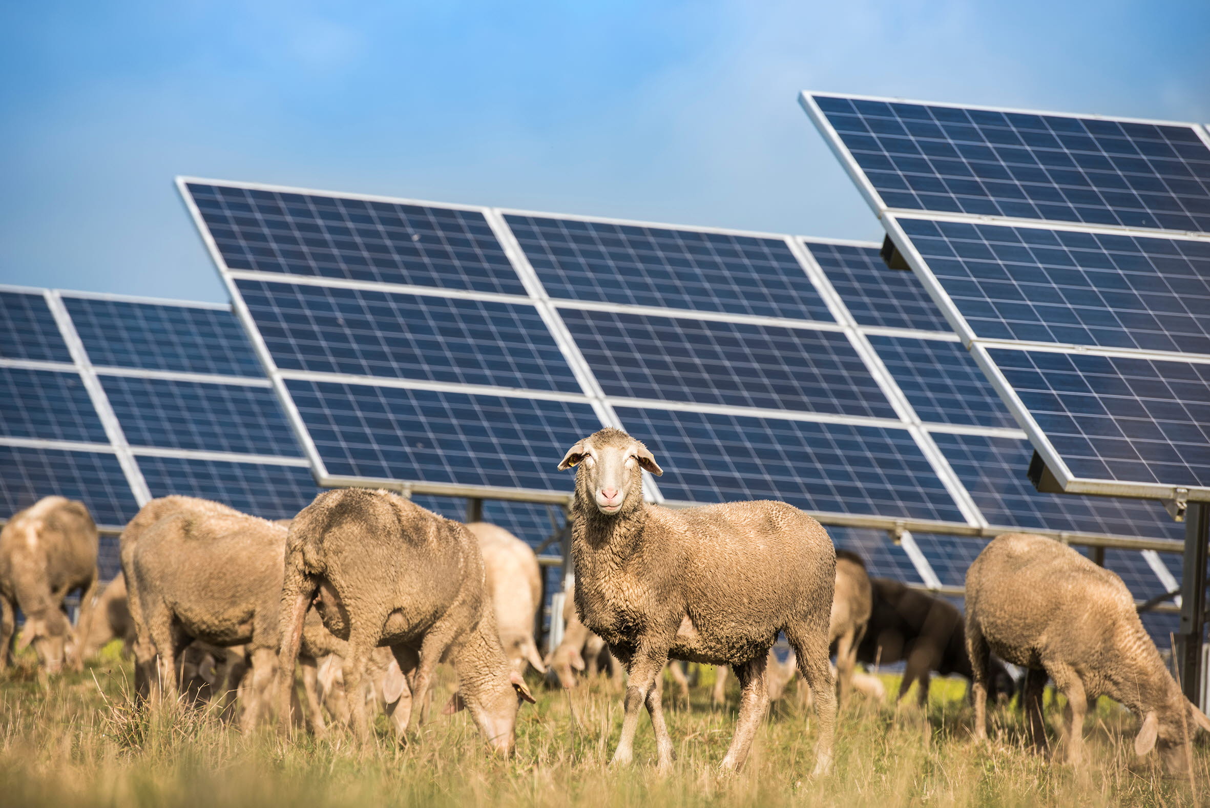 Får som betar i hage med solceller i bakgrunden