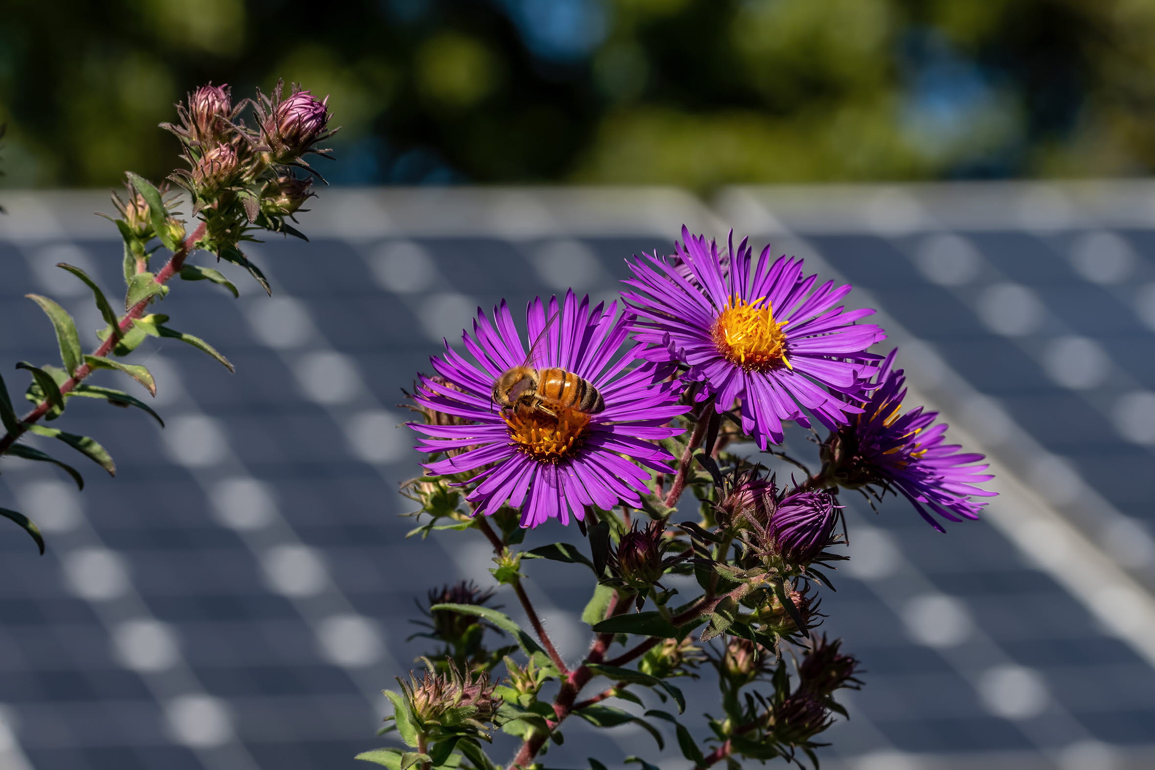 Bi i blomma med solceller i bakgrunden