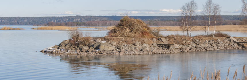 Otänd majbrasa. Foto.